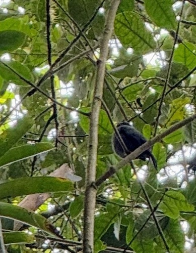 Black-faced Solitaire (Myadestes melanops), photo 8