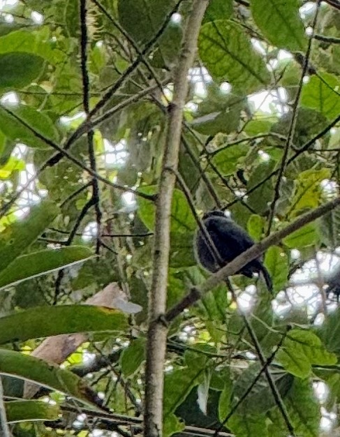 Black-faced Solitaire (Myadestes melanops), photo 9