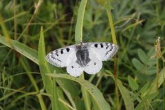 Parnassius phoebus
