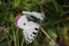 Parnassius phoebus