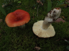 Russula paludosa