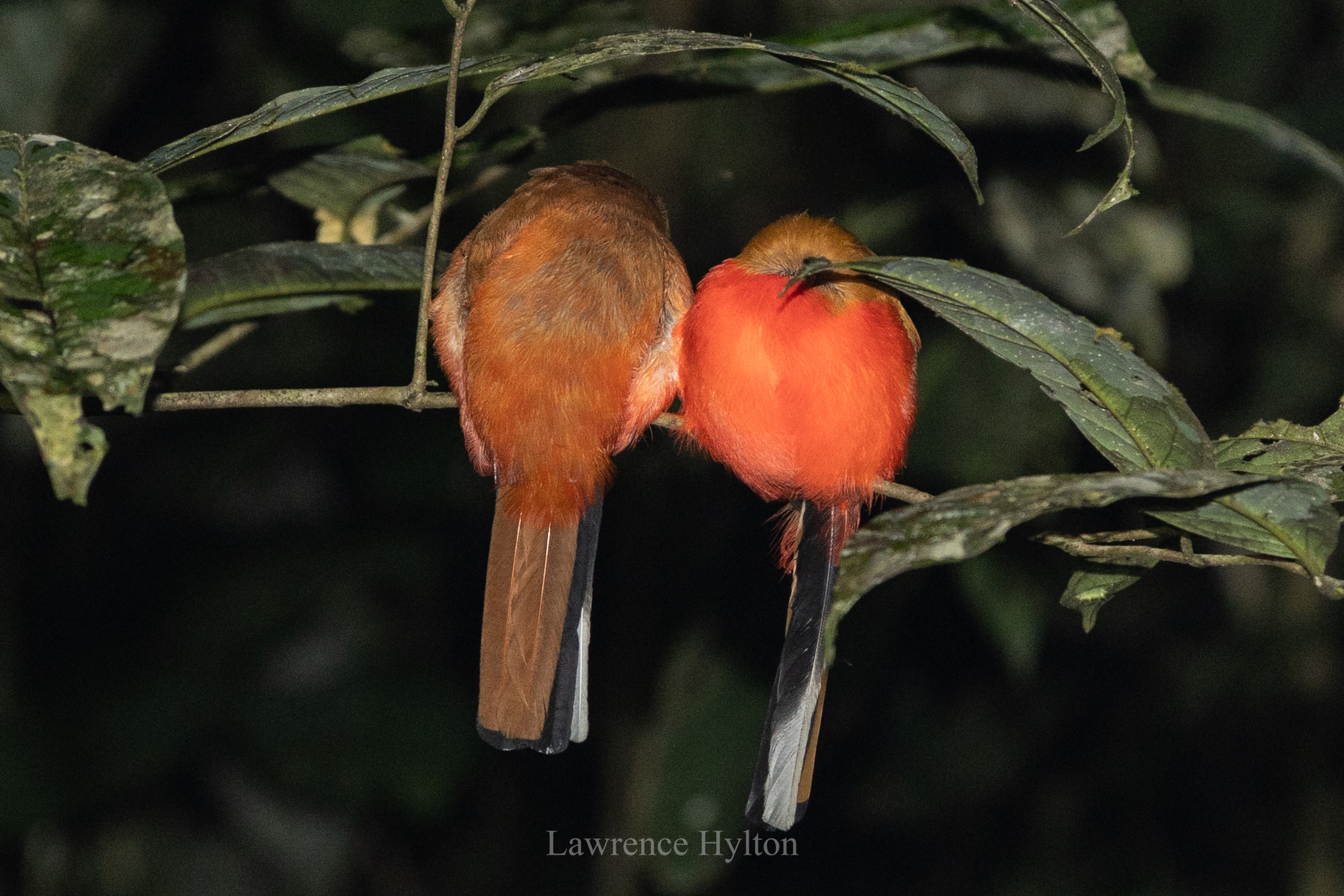 Scarlet-rumped Trogon (Harpactes duvaucelii), photo 6