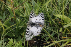 Parnassius phoebus