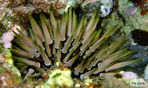 Indo-Pacific Rock-boring Urchin, photo 10 of 10