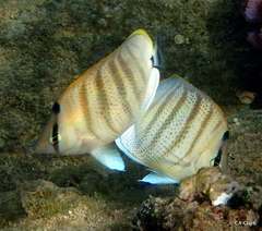 Chaetodon multicinctus