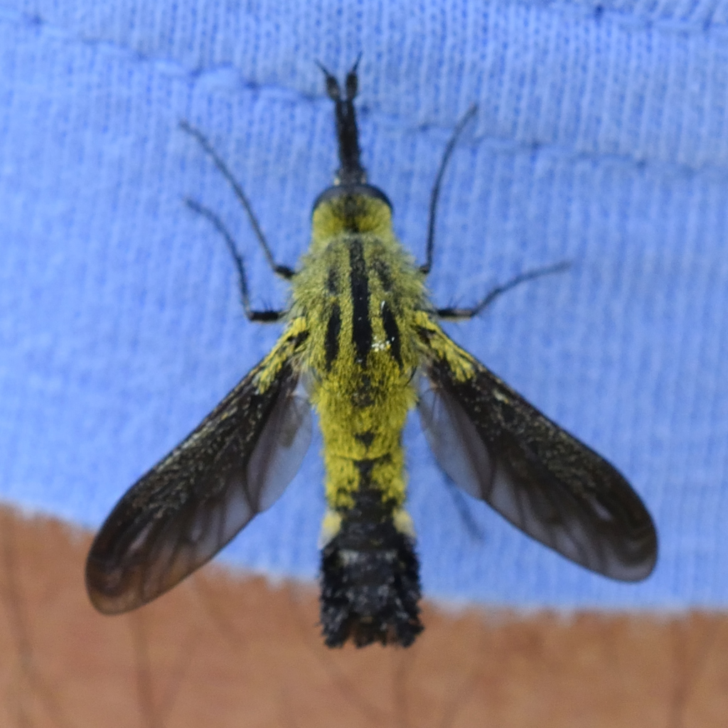 Lepidophora lutea