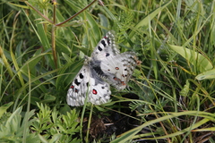 Parnassius phoebus