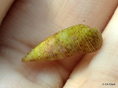 Cerithium nesioticum