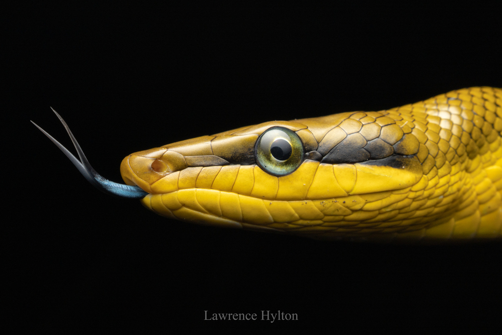 Serpent ratier à queue rouge (Couleuvre arboricole à tête rouge) (Gonyosoma oxycephalum)