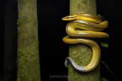 Red-Tailed Racer photo 4