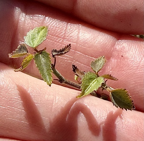 iNaturalist observation photo of California ayenia