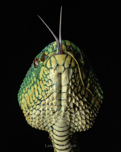 North Philippine temple pitviper, Tropidolaemus subannulatus