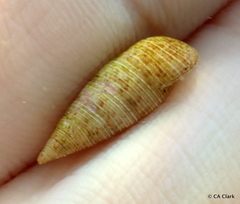 Cerithium nesioticum