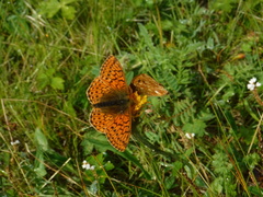 Boloria frigidalis