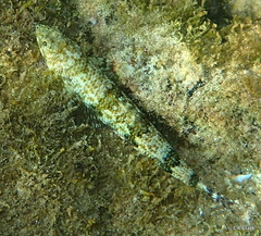 Synodus binotatus