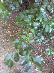 Ilex × meserveae