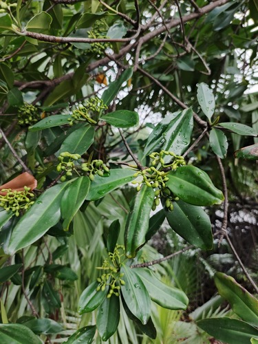 Rhizophora racemosa, photograph 2