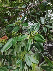 Rhizophora racemosa, photograph (c) Raúl A. Ruiz M., some rights reserved (CC BY)
