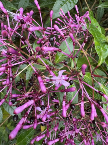 Fuchsia paniculata