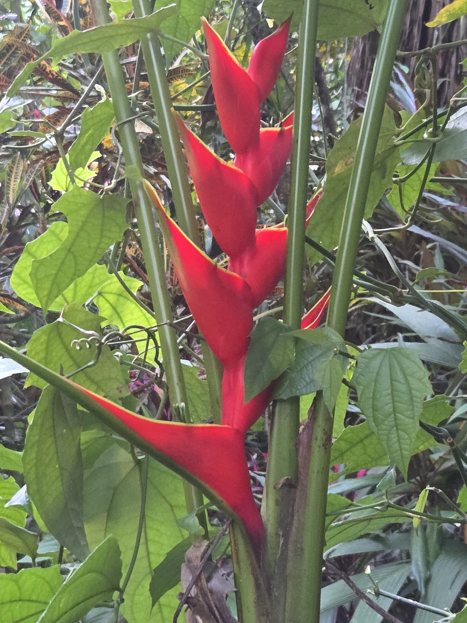 Imagem de Bananeira-de-jardim
