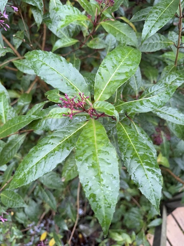 Fuchsia paniculata