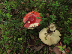 Russula paludosa