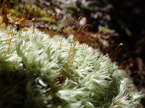 Leucobryum seemannii observed 2025-02-25