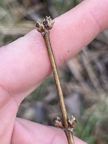 Bearberry Honeysuckle winter