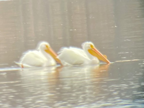 American White Pelican photographed in Illinois