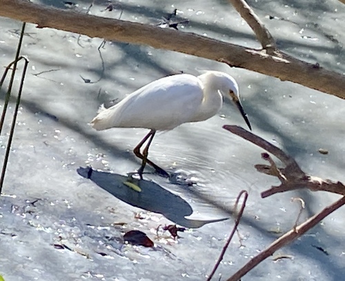 iNaturalist observation photo of Snowy Egret