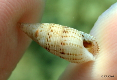 Cerithium nesioticum