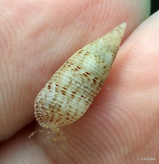 Cerithium nesioticum