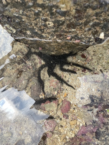 Ophiocoma scolopendrina, 2025-02-26