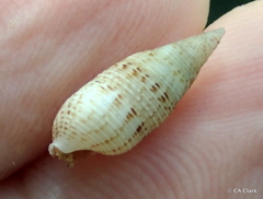 Cerithium nesioticum