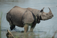 Indian Rhinoceros photo 1