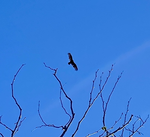 iNaturalist observation photo of Turkey Vulture