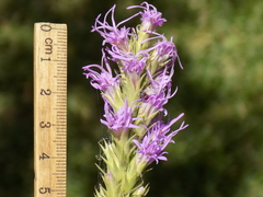 Liatris glandulosa