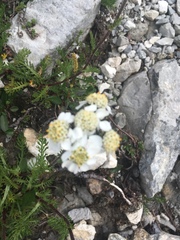 Achillea atrata