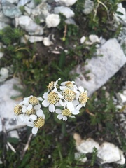 Achillea atrata