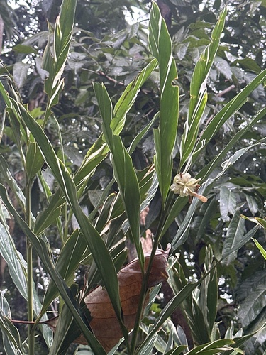 Alpinia vittata observed 2025-02-27