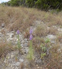 Liatris glandulosa