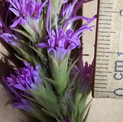 Liatris glandulosa