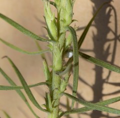 Liatris glandulosa