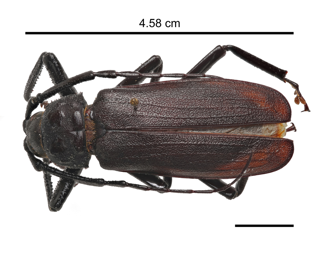 Anomophysis malasiaca