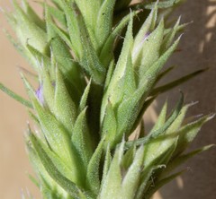 Liatris glandulosa