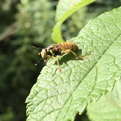 Spilomyia alcimus
