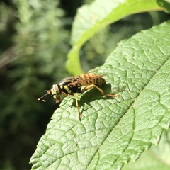 Spilomyia alcimus