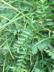 Hedysarum hedysaroides