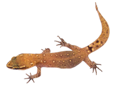 Slimani Gecko photo 4