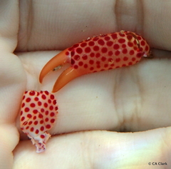 Trapezia rufopunctata